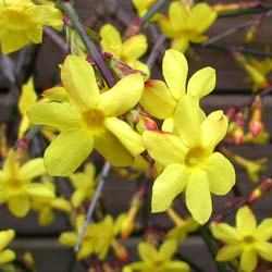 Jasmin d'hiver / Jasminum nudiflorum